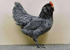 Thüringer Barthühner  